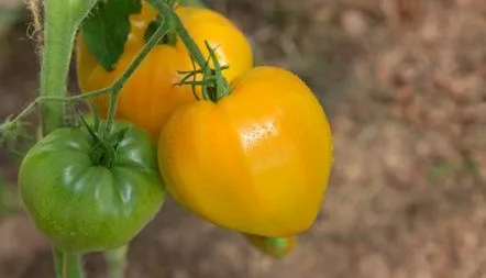 Descrierea soiului Tomato Orange Heart, caracteristici, recenzii, fotografie