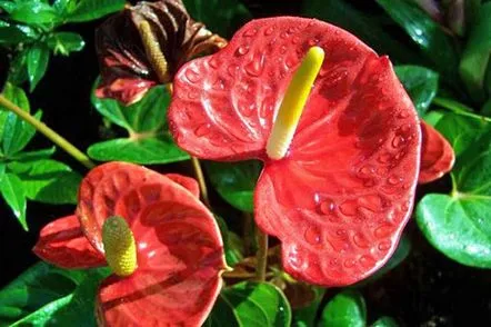 Fotografie și descrierea soiurilor de anthurium