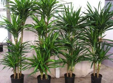 dracaena