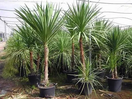 cordyline