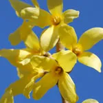 Specia Forsythia, reproducere și cultivare