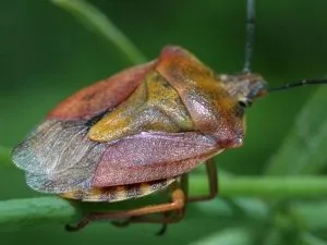 Protejați insecta de lemn de tufele de zmeură