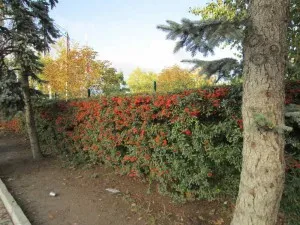 Caracteristicile arbuștilor pyracantha, kerria, foxglove, rowan, frasin de munte, prun, spirea, stephanandra, exochorda