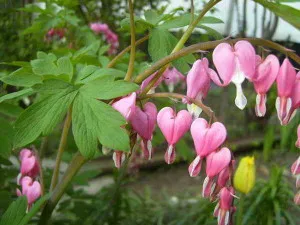 Dicentra de la plantare la reproducere