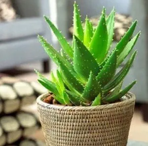 aloe