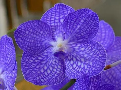 vanda