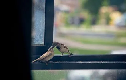 De ce a zburat vrabia spre balcon semne populare, semnificații, posibile explicații