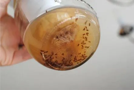 kombucha