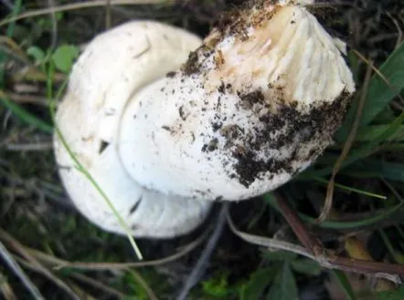 Гъба ливадна шампиньона (обикновена, шампиньона, Agaricus campestris) как изглежда, видове, къде и как растат, полезни свойства