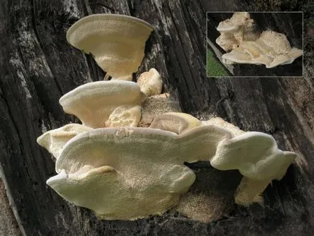 Trametes gibbosa (Trametes gibbosa) cum arată, unde și cum crește, este comestibil sau nu