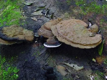 Ganoderma de Sud (Northern Tinder, Ganoderma australe) cum arată, unde și cum crește, este comestibilă sau nu