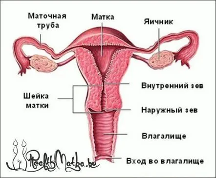 Cauzele eroziunii cervicale, tratament, fotografie, simptome, consecințe