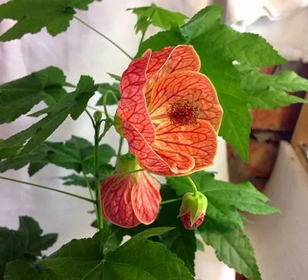 Metode de reproducere a abutilonului florii de interior