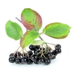 Aronia beneficiile și proprietățile benefice ale aronia