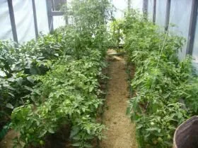 Cultivarea tomatelor în seră