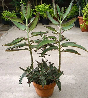 Farmacie pe pervaz Kalanchoe Dergemon