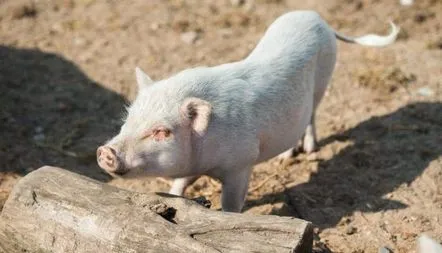 Simptomele și tratamentul erizipelului porc, foto