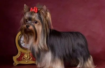 Cum să alegi un cățel Yorkshire Terrier Facem alegerea potrivită