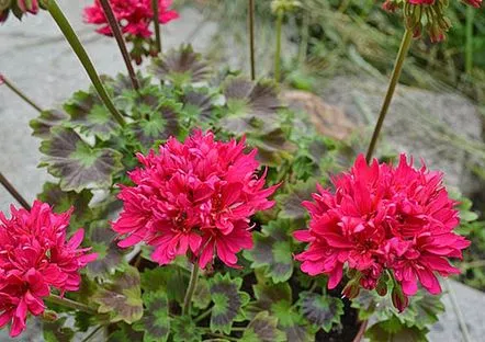 pelargonii