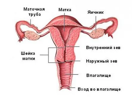 uterin