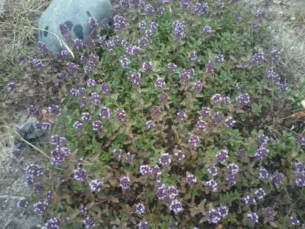 Cimbru ca plantă ornamentală și condiment.