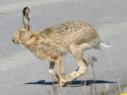 lecției