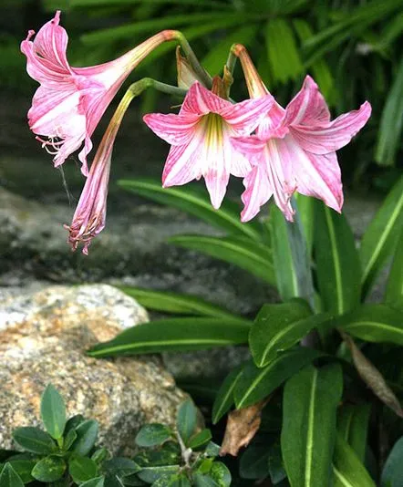 Fotografii cu diferite tipuri de hippeastrum și caracteristicile îngrijirii lor