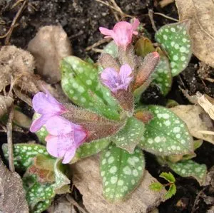 Caprifoi (Pulmonaria)