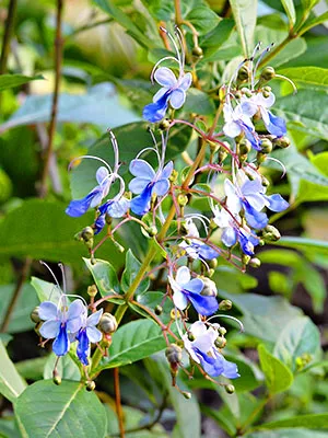 Atenția cultivatorilor de flori este atrasă de fluturii albaștri de pe verdele clerodendrumului din Uganda