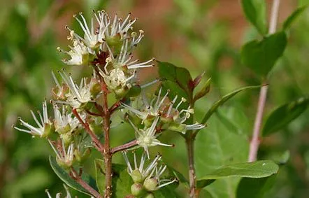 Vopsirea părului cu henna are toate avantajele și dezavantajele îngrijirii naturale