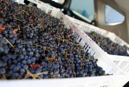 O rețetă de vin de casă din struguri, o rețetă pas cu pas cu o fotografie