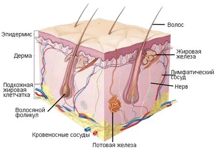 pentru