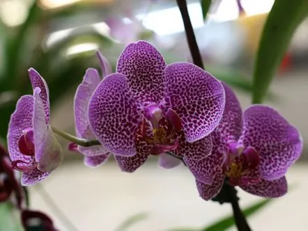 Orhideea Phalaenopsis într-o seră de acasă, reguli pentru aranjarea și îngrijirea plantei