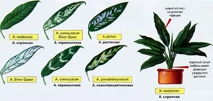 Aglaonema - описание, размножаване, грижи, озеленяване, снимка, използвани в градината, сортове и видове