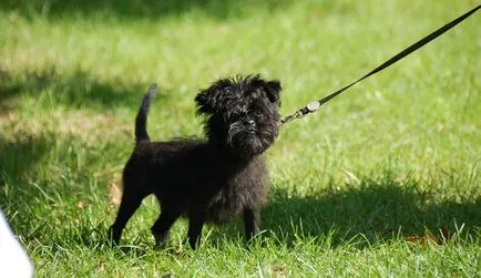 Affenpinscher leírása a fajta rossz oldala, és egy jó, képeket és az értékeléseket, a tulajdonosok