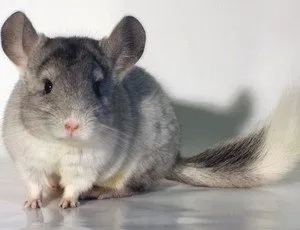 chinchilla