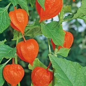 Aranjamente florale in gradina din flori de physalis