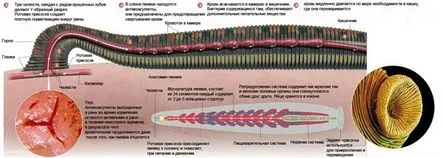 Hirudoterapia în ginecologie beneficii, contraindicații și puncte de aplicare