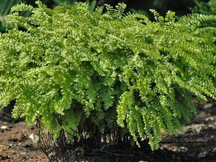 Alegem adiantum pentru casă din fotografie și descrierea speciilor