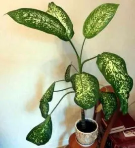 Îngrijirea plantelor Dieffenbachia acasă