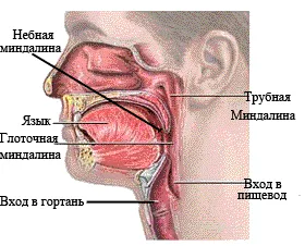 Ce este faringita și este contagioasă