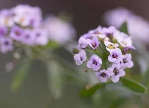 alyssum