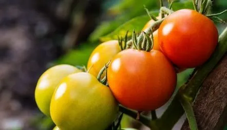 Descrierea soiului de tomate Yamal, recenzii, fotografii, caracteristici