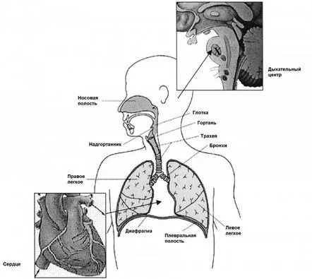 Dificultăți de respirație în insuficiența cardiacă, tratament. Cum să recunoaștem patologia cardiacă