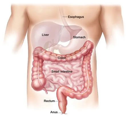 Cum să curățați intestinele de impurități acasă