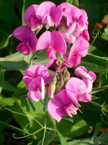 Floare de mazăre dulce