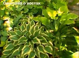 Totul despre hostas, flori decorative pentru paturi de flori de la țară (video)