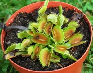 Venus flytrap caracteristici de îngrijire la domiciliu