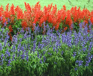 Un pat de flori în tonuri de roșu și albastru, tipuri și soiuri de salvia pentru grădină