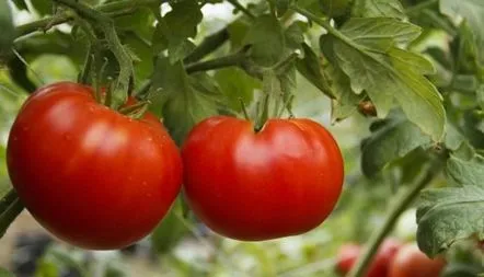 Descrierea soiului miracol siberian de tomate, caracteristici, recenzii